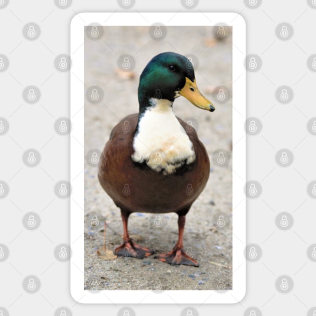 Domestic Bibbed (Duclair) Mallard Odd Duck Sticker by walkswithnature